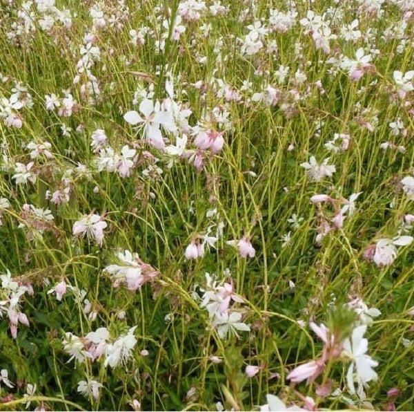 Feld mit zarten Gaura Blumen