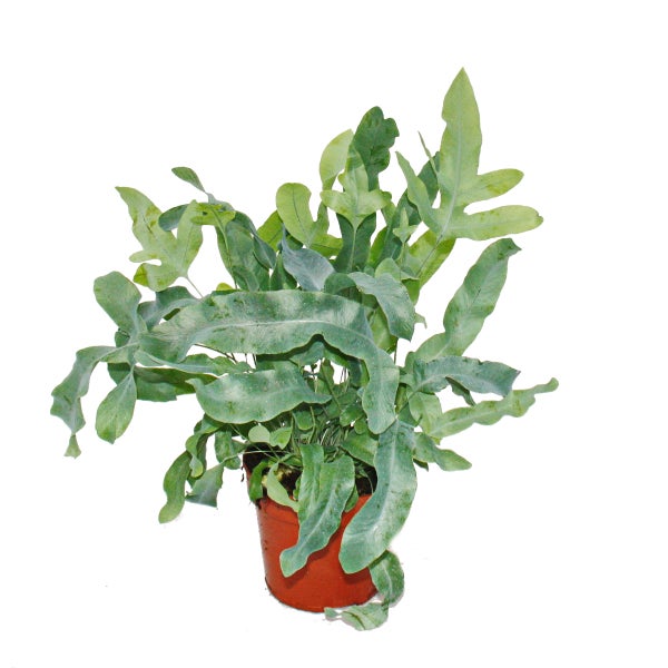 Goldtüpfelfarn Blue Star (Phlebodium aureum) mit gewellten blaugrauen Wedeln im Kulturtopf.