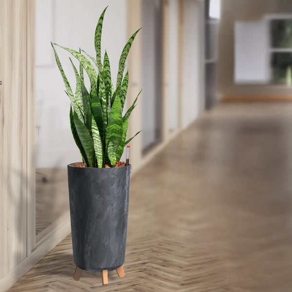 Zimmerpflanze in einem Topf auf einem Flur