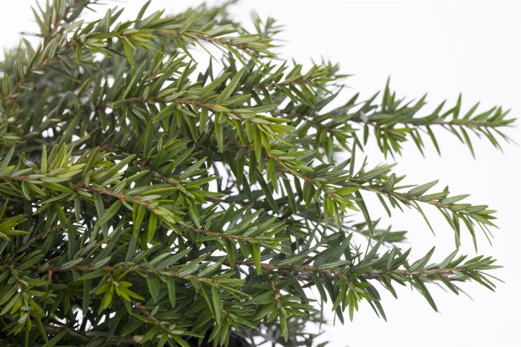 Tsuga canadensis 'Nana', Zwerg-Hemlocktanne, kompakt, 20–30 cm