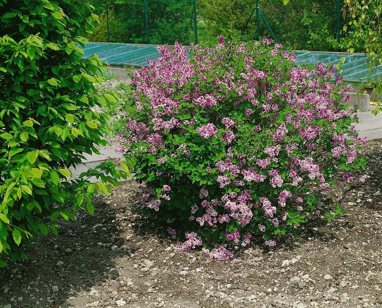 Zwerg-Duftflieder Palibin im Gartenbeet mit zahlreichen kleinen rosa Blüten und grünen Blättern.