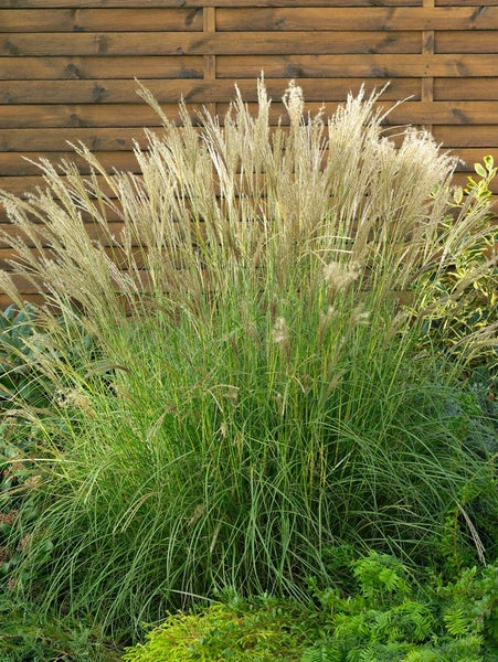 Chinaschilf im Garten vor Holzzaun
