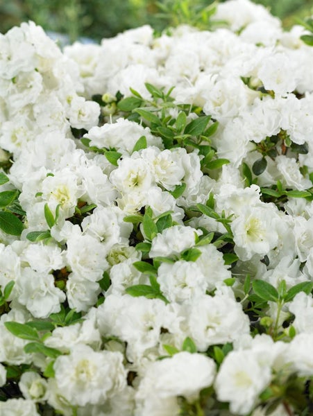 Rhododendron obtusum 'Schneeperle', weiß, 15–20 cm