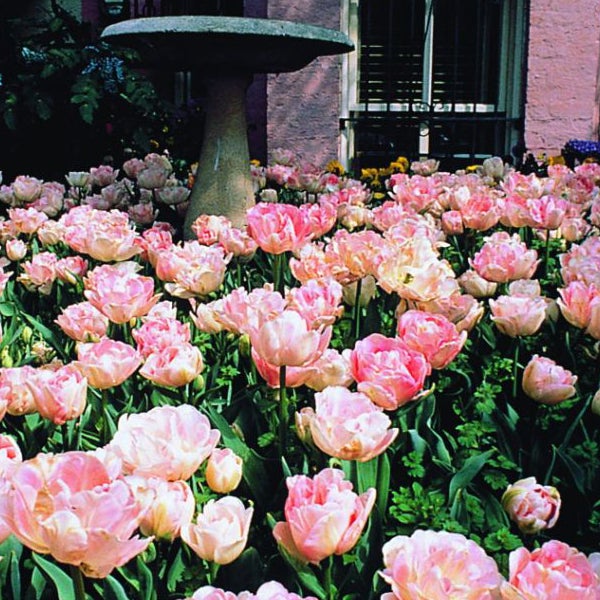 Garten mit Tulpen und Vogeltränke