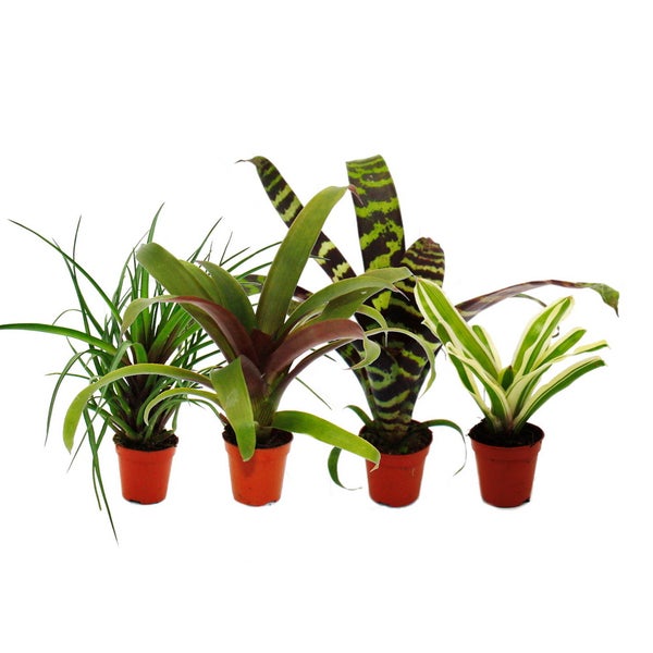 Mini-Bromelien-Set Nature's Touch - 4 Pflanzen mit ausgefallener natürlicher Optik - 5,5cm Topf