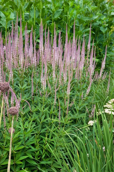 Veronicastrum virginicum 'Roseum', rosa, ca. 9x9 cm Topf