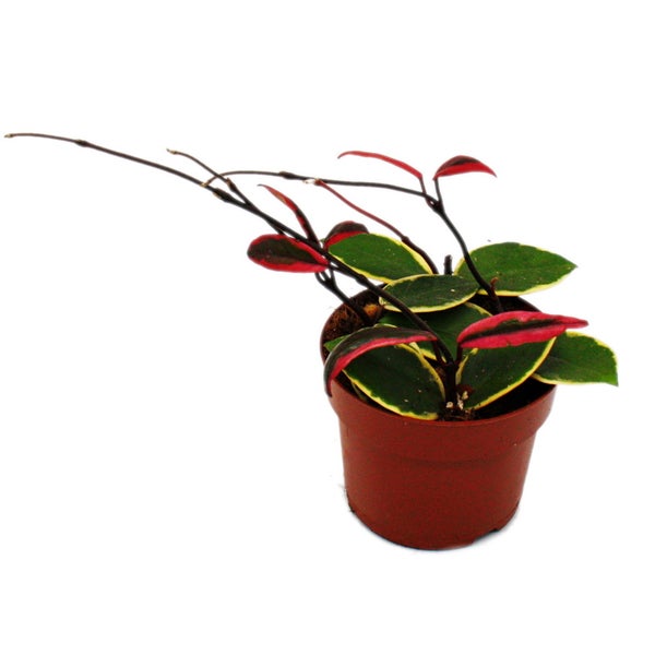 Hoya carnosa Flamingo Dream rankende Zimmerpflanze mit rosa Neutrieb Porzellanblume Wachsblume 12cm Topf