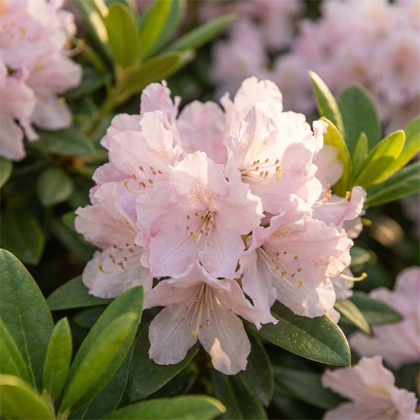 Rhododendron mit hellrosa Blütenstand und grünen Blättern.