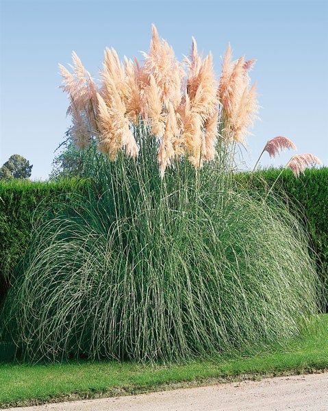 Cortaderia selloana 'Rosea', Pampasgras, rosa, 3-5 Liter Container