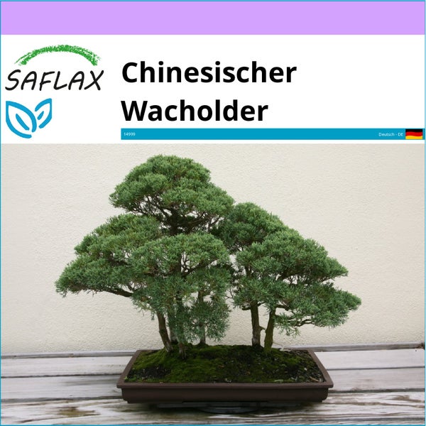 SAFLAX  - Chinesischer Wacholder - Juniperus chinensis - 30 Samen