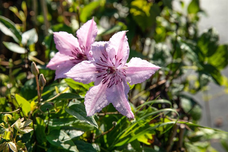 Clematis Hybride 'John Paul II', Waldrebe, weiß-rosa, 60–100 cm