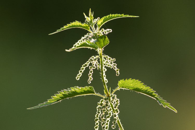 SAFLAX Garden to go - BIO - Brennnessel - Urtica dioica - 2000 Samen - Mit Topf, Klima - Deckel und Anzuchtsubstrat