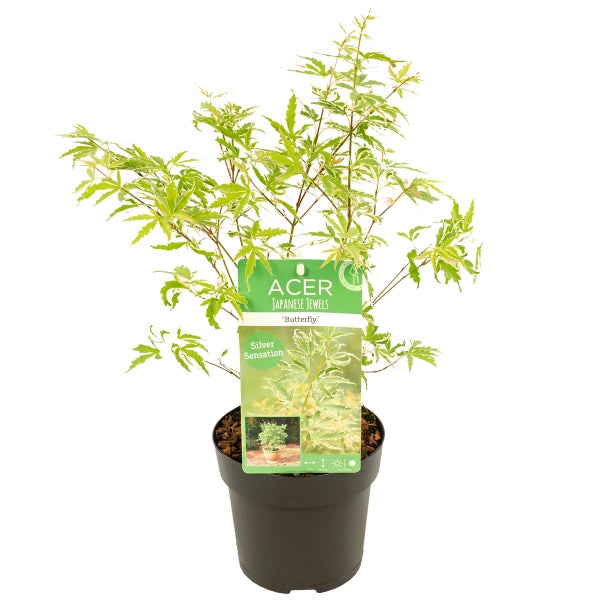 Acer palmatum 'Butterfly' – Japanischer Ahorn – Strauch – Winterhart – ⌀13 cm – ↕20-25 cm