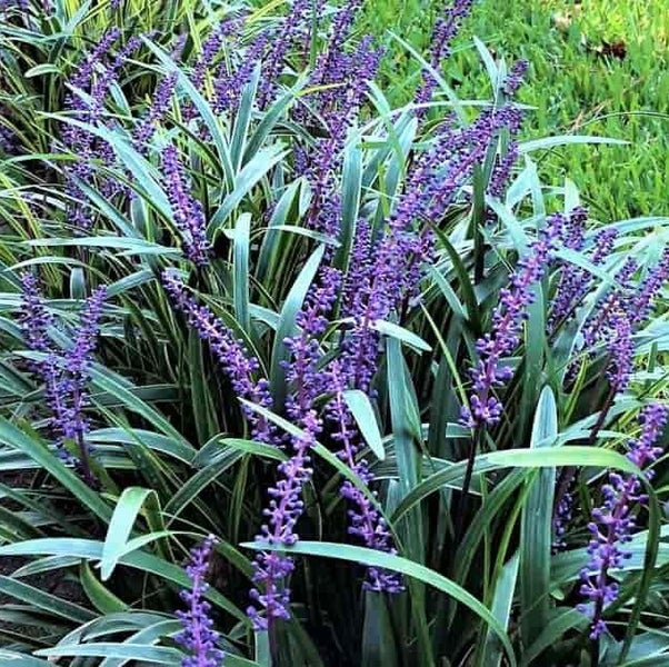 Blühende Lilientraube mit langen Blättern im Garten.