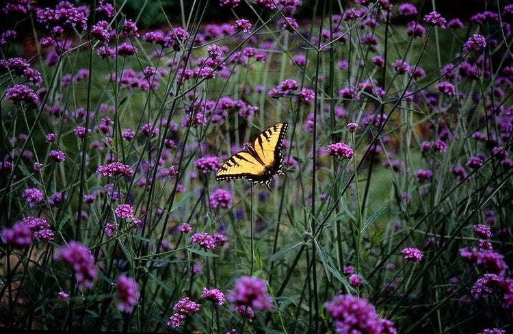 Schmetterling auf blühenden Verbena Pflanzen