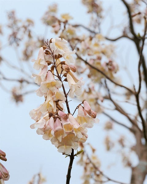 Paulownia tomentosa, Blauglockenbaum, 80–100 cm