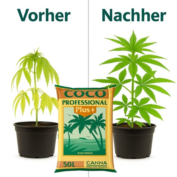 Vorher-Nachher-Vergleich des Pflanzenwachstums mit CANNA Coco Professional Plus 50 Liter Kultursubstrat.
