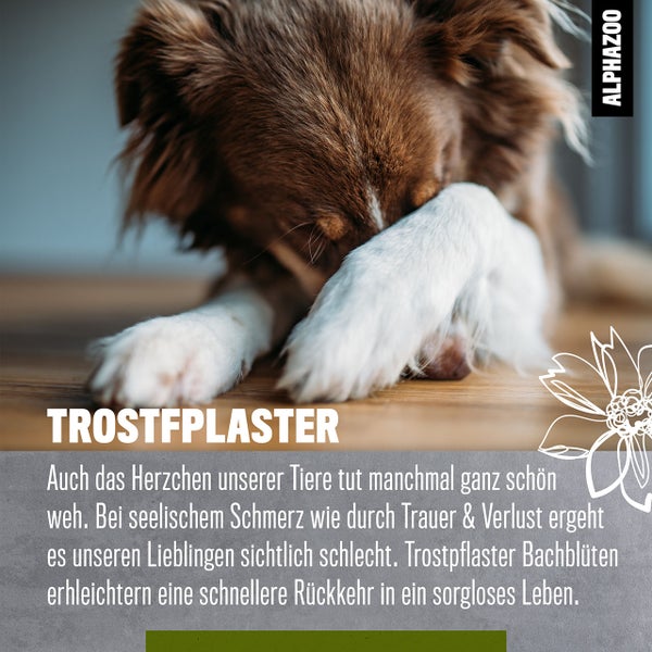 ALPHAZOO Trostpflaster Bachblüten 15g, Globuli für Hunde und Katzen