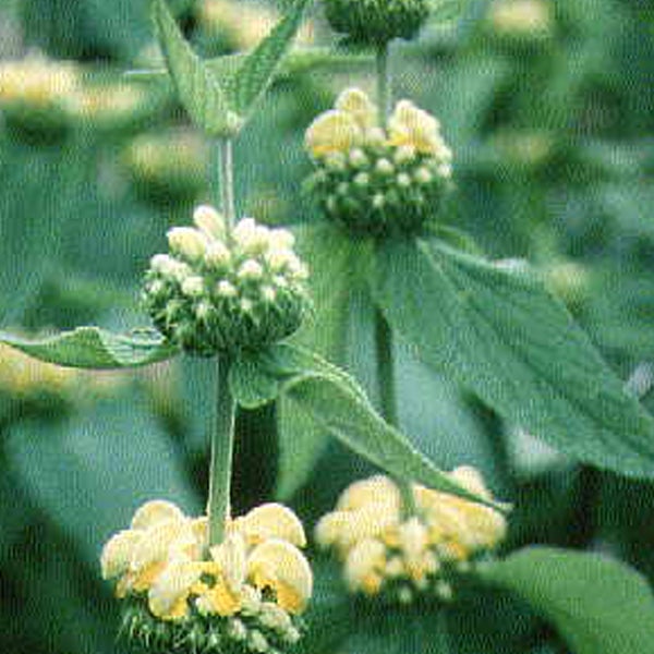 Nahaufnahme von Phlomis russeliana Pflanze mit grünen Blättern und gelben Blüten