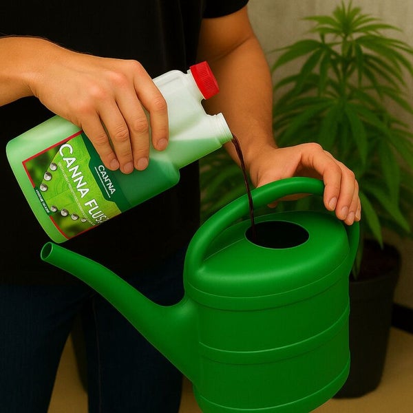 Person gießt Canna Flush Pflanzendünger aus der Flasche in eine Gießkanne für die Pflanzenpflege.