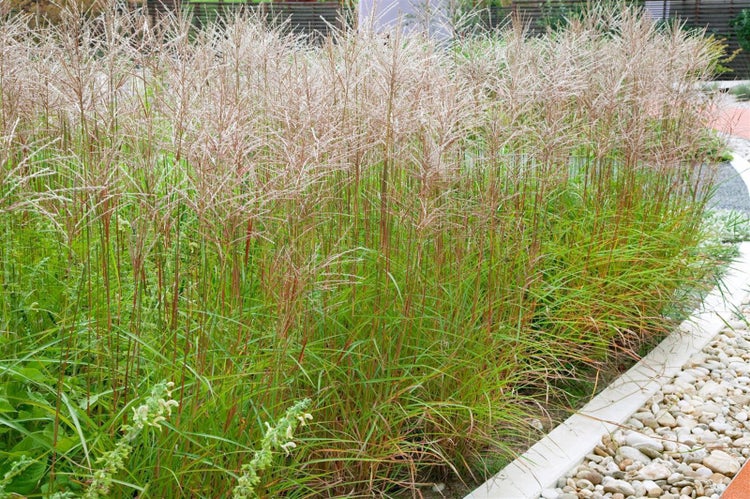 Miscanthus sinensis 'Gracillimus', Chinaschilf, ca. 11x11 cm Topf