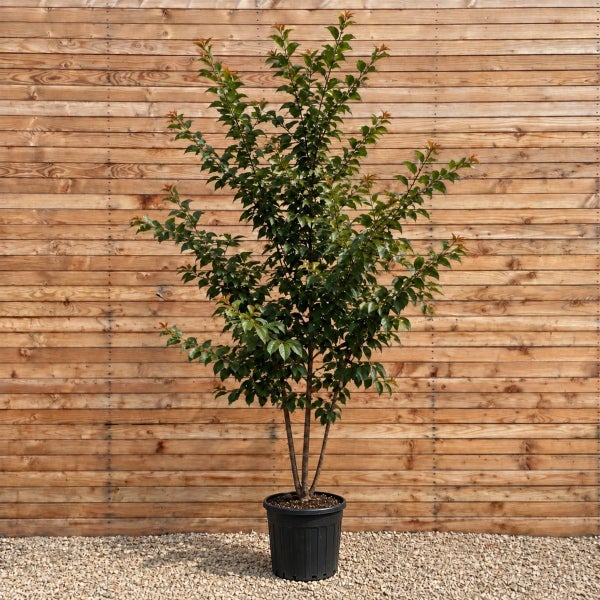 Ein kleiner Baum mit dunkelgrünen Blättern in einem Kunststofftopf vor einer Holzwand.