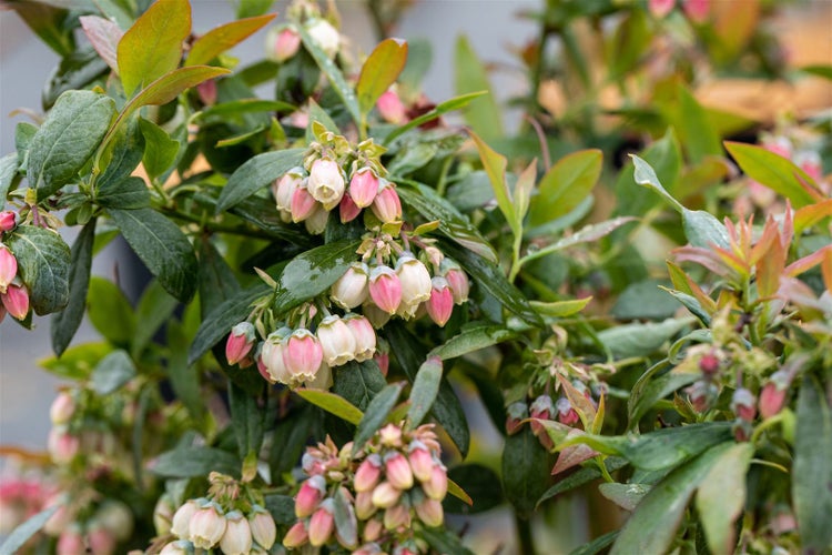 Heidelbeerstrauch mit zahlreichen hellen und rosa Blüten an den Zweigen im Frühling.