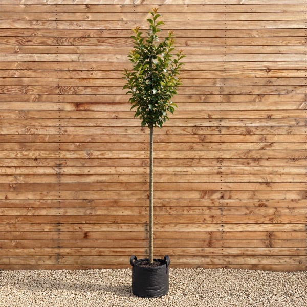 Glanzmispel Hochstamm Photinia fraseri im Pflanzsack vor einer Holzwand