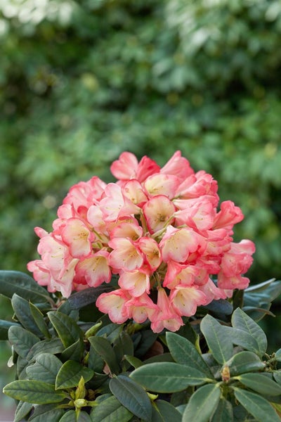 Rhododendron yakushimanum 'Barbarella', rosa Blüten, 40–50 cm