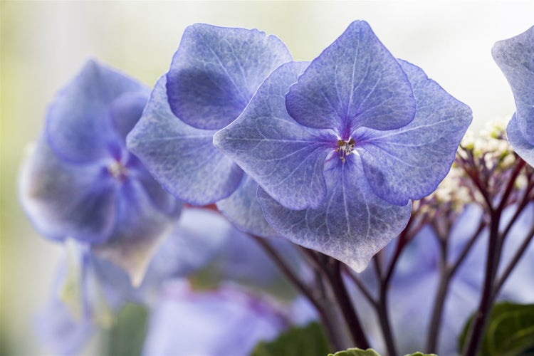 Nahaufnahme von blauen Hortensienblüten