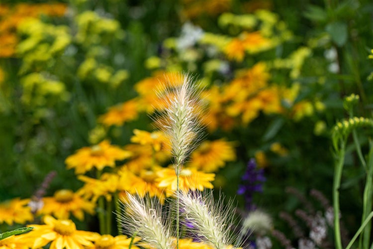 Dekorative Ziergräser im Gartenbeet mit gelben Blüten im Hintergrund.