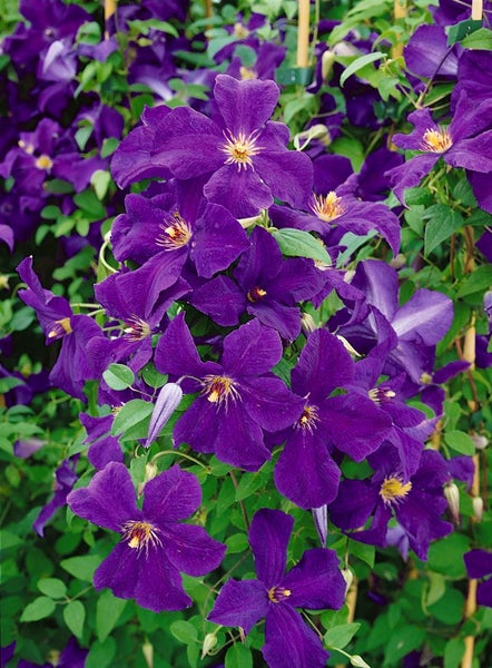 Clematis viticella 'Polish Spirit', violett, 80–100 cm