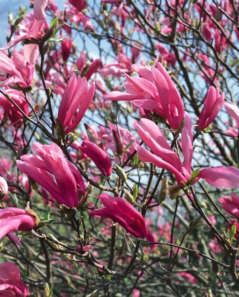 Magnolia soulangiana, Tulpen-Magnolie, rosa-weiß, 60–80 cm