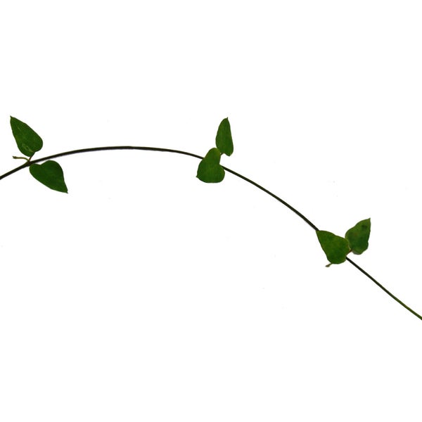 Sechs Duftteelichter in verschiedenen Duftrichtungen