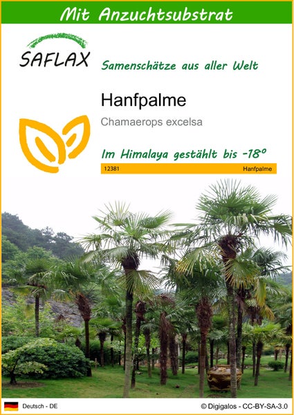 SAFLAX  - Hanfpalme - Chamaerops excelsa - 10 Samen - Mit keimfreiem Anzuchtsubstrat