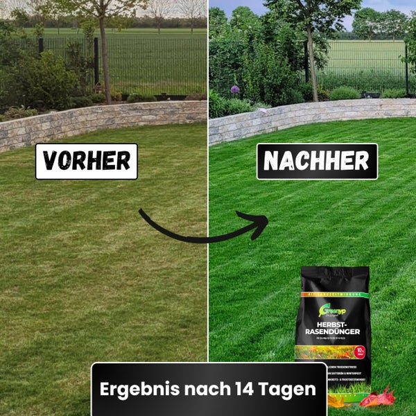 Greenyp Herbstrasendünger Langzeit I 20kg / 600m² I mit 90 Tage Langzeitwirkung + extra Kalium I macht den Rasen Winterfest I Herbstdünger Rasen