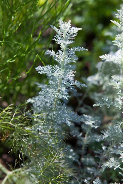 Artemisia schmidtiana 'Nana', Silberwermut, kompakt, ca. 9x9 cm Topf