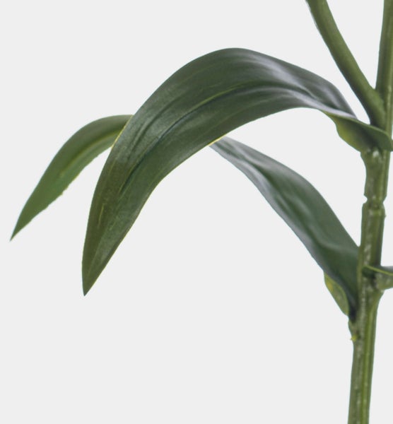 Nahaufnahme einer Yucca-Palme mit strukturierten Staemmen und langen, spitzen gruenen Blaettern.