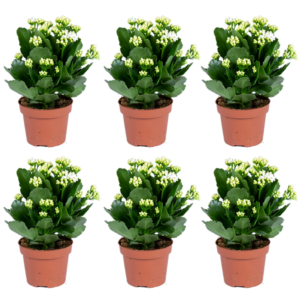 Blauer Kissenbezug neben einem Blumenkasten mit weißen Blüten