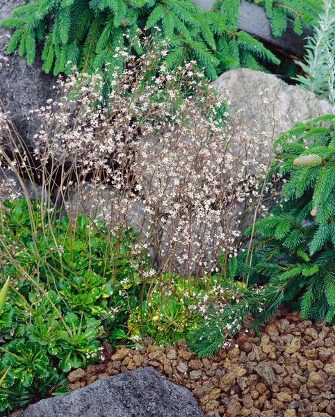 Saxifraga x urbium 'Variegata', Steinbrech, buntlaubig, ca. 9x9 cm Topf