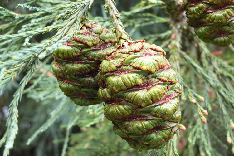 SAFLAX Garden to go - Berg - Mammutbaum - Sequoiadendron gigantea - 50 Samen - Mit Topf, Klima - Deckel und Anzuchtsubstrat