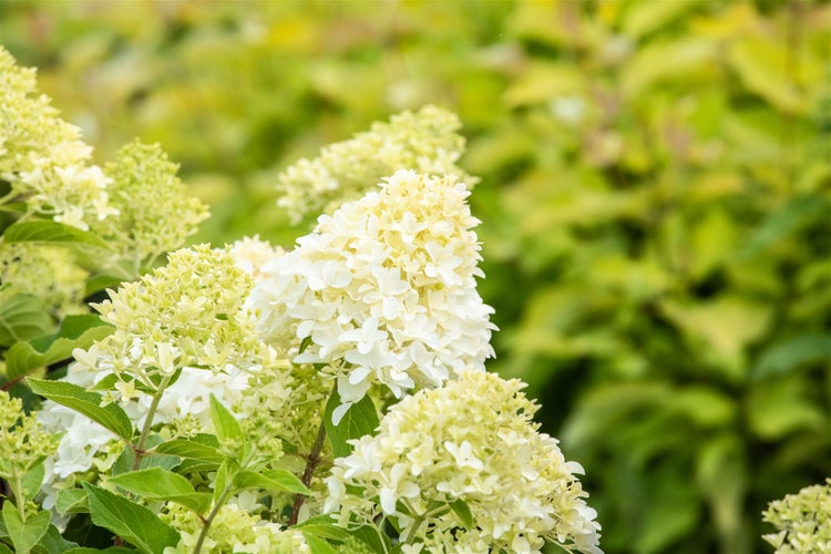 Hydrangea paniculata 'Skyfall', Rispenhortensie, weiß, 60–80 cm