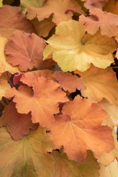 Heuchera villosa 'Caramel', Purpurglöckchen, orange, ca. 11x11 cm Topf