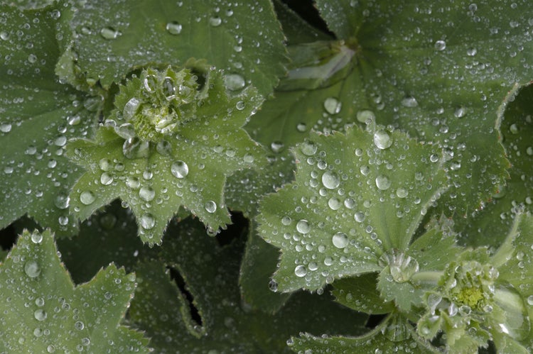 Alchemilla mollis, Frauenmantel, grünlich-gelb, ca. 9x9 cm Topf