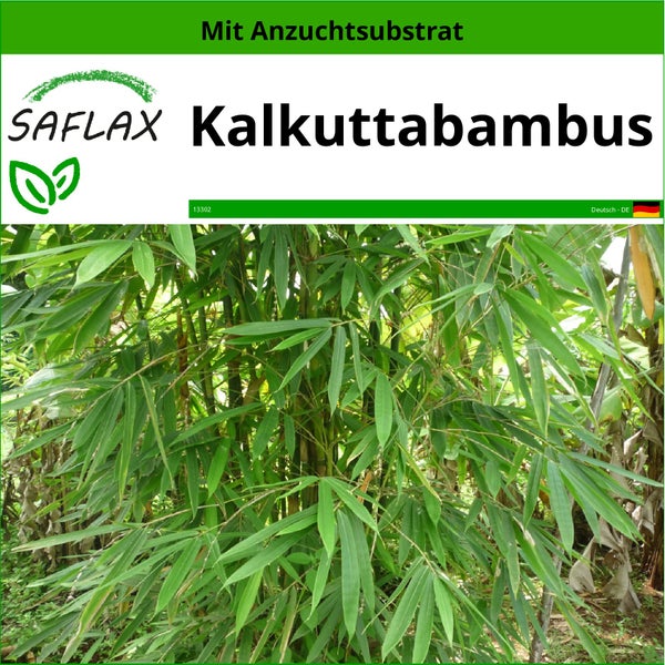 SAFLAX  - Kalkuttabambus - Dendrocalamus strictus - 50 Samen - Mit keimfreiem Anzuchtsubstrat