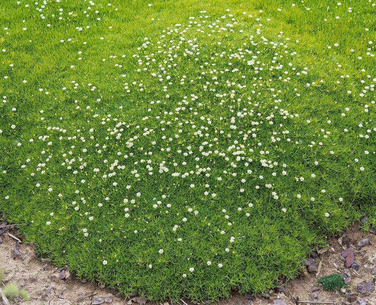 Sternmoos Sagina subulata als Bodendecker mit vielen kleinen weißen Blüten auf sandigem Boden.