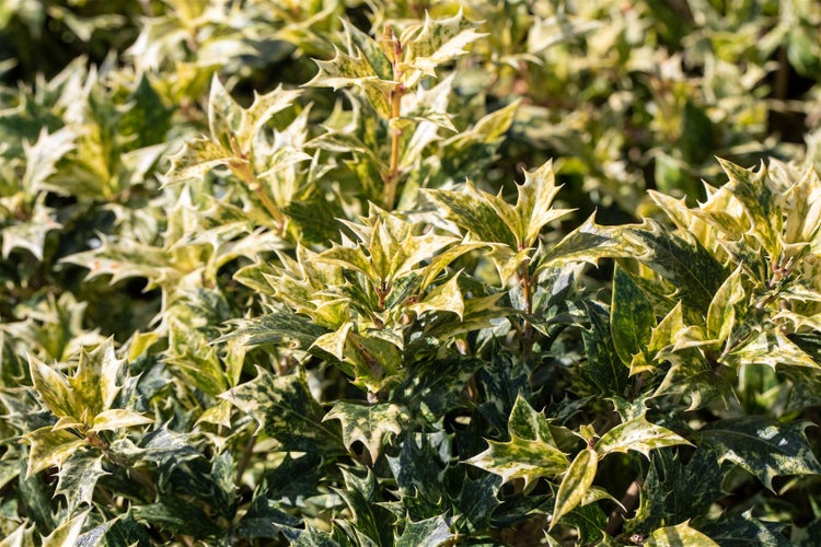 Osmanthus heterophyllus 'Tricolor', buntes Laub, 30–40 cm