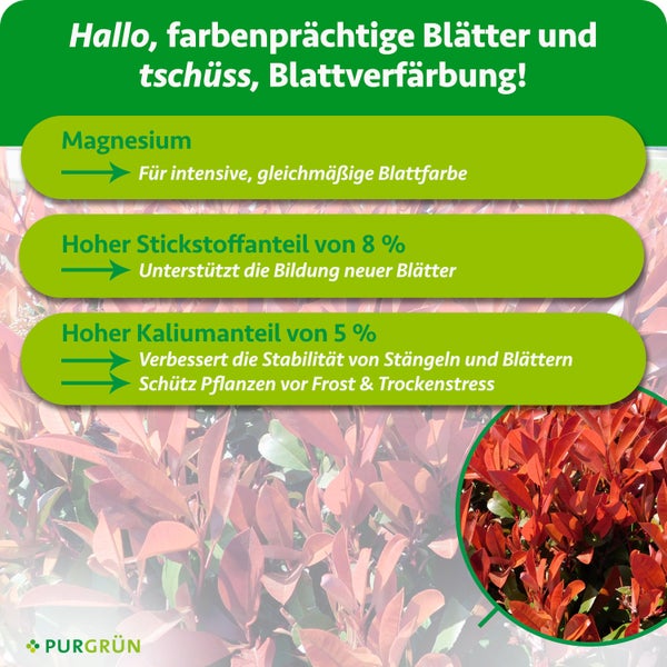 Infografik zu Pflanzendünger mit Magnesium für Blattfarbe, 8 Prozent Stickstoff für Blattbildung und 5 Prozent Kalium für Stabilität. Purgrün Logo.