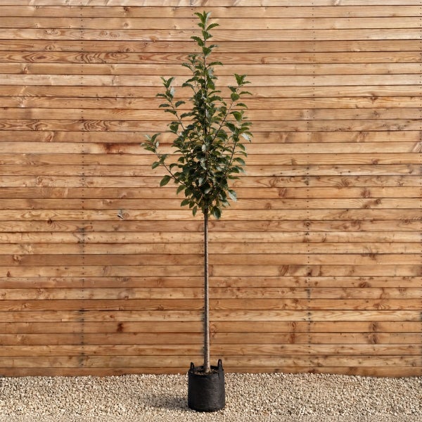 Junger Apfelbaum als Hochstamm in einem schwarzen Pflanzcontainer vor einer Holzwand.