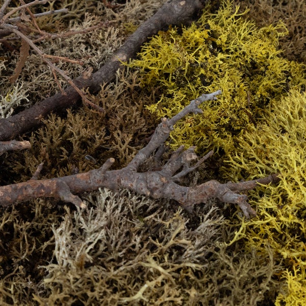 Natürliches Dekomoos in verschiedenen Grün- und Brauntönen mit kleinen Baumzweigen.